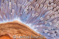Anemone close-up by Larissa Roorda 